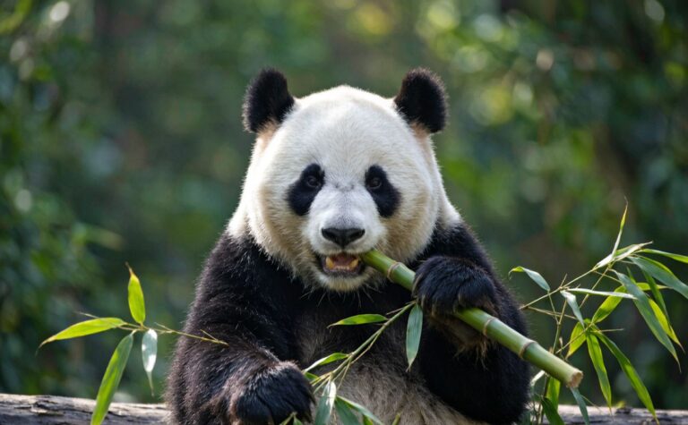 Chengdu Travel Guide: Pandas, Peppers & Slow Living