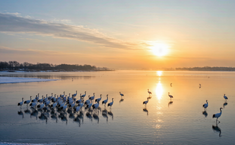 Poyang Lake Guide: Jiangxi’s Migratory Bird Wetland