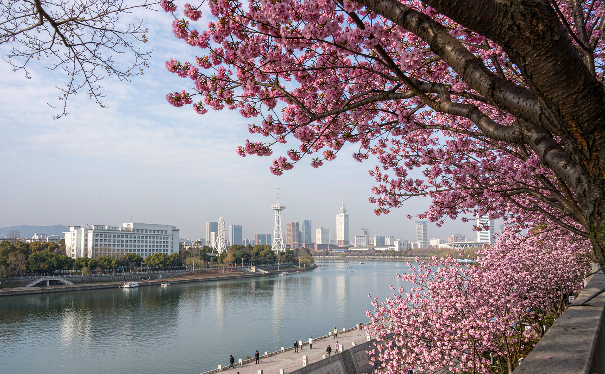 cherry blossoms lining a lakeside path China
