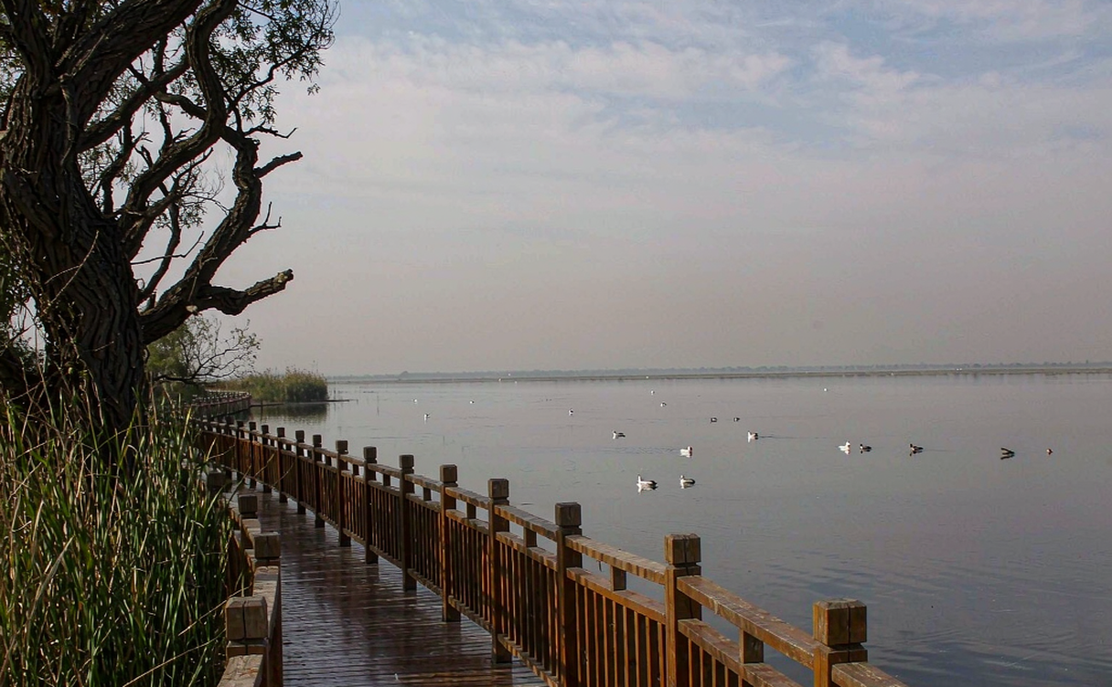 Reed beds and migratory birds at the Yellow River Delta wetland near Dongying