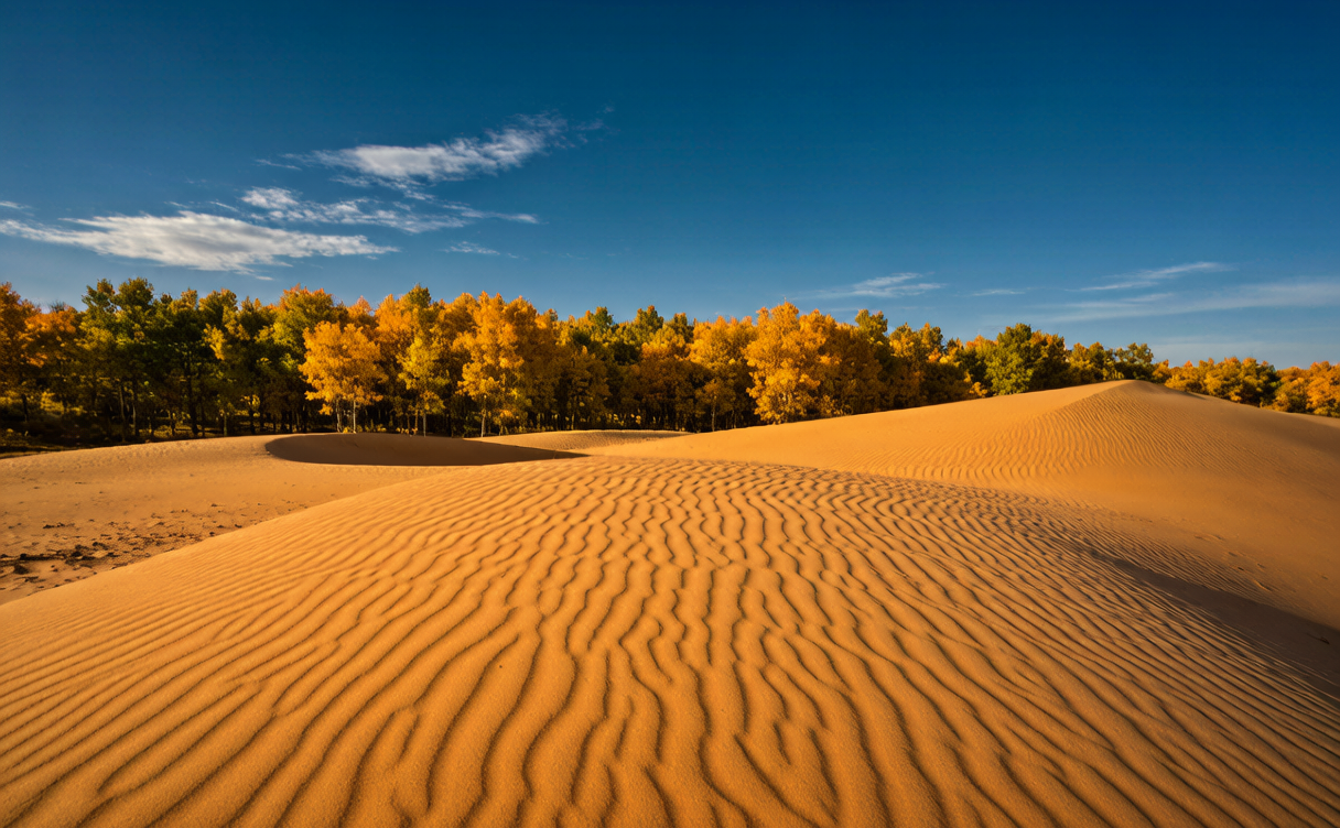 Sand dunes meeting poplar canopy at Ejina, Inner Mongolia, China