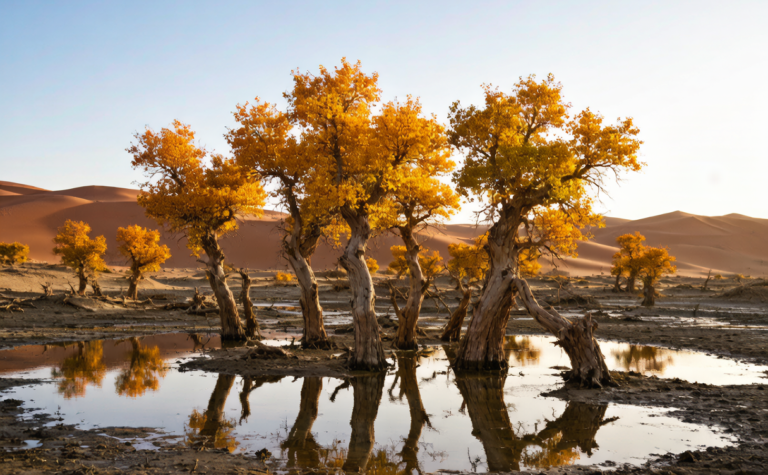 Ejina Poplar Forest Guide: Chasing Inner Mongolia’s Three-Week Golden Desert Autumn