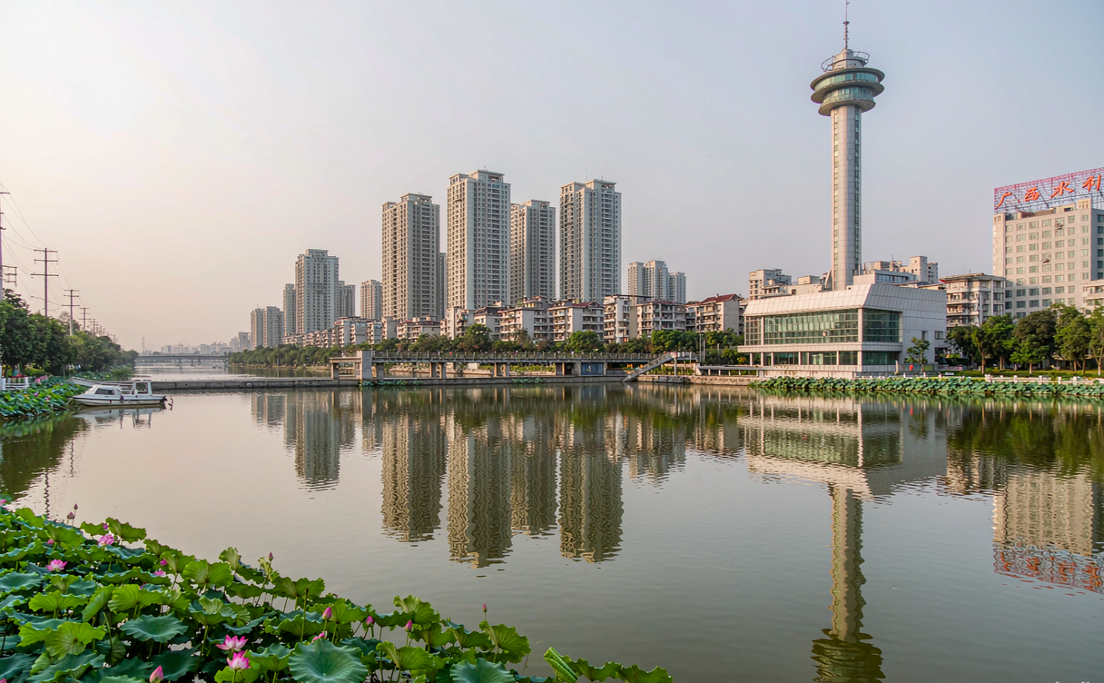 Pink lotus blooms across a pond in Qintang, Guigang during summer