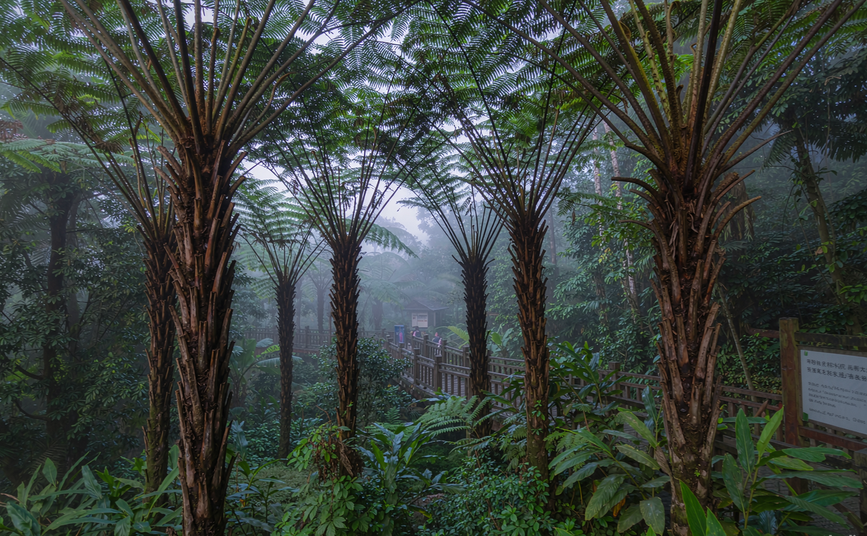 Misty boardwalk through Hainan tropical rainforest canopy