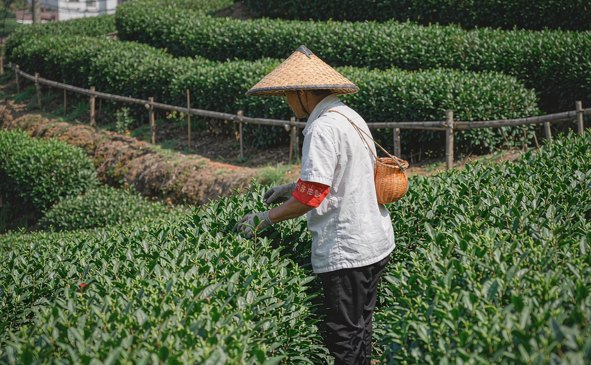 Green terraced tea bushes on the hillsides of Longjing Village near Hangzhou
