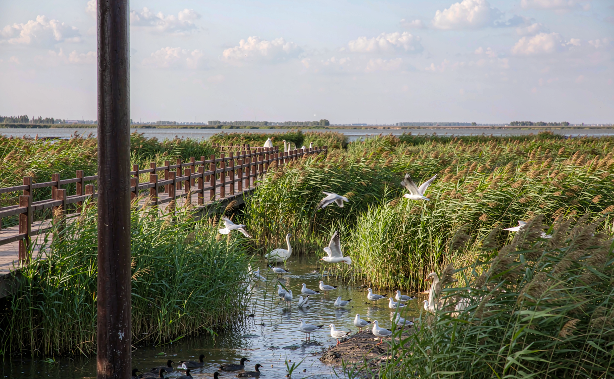 Hongze Lake wetlands with reeds and a fishing boat at sunrise