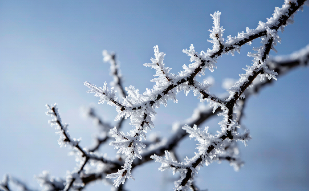 Willows coated in white rime frost along the Songhua River in Jilin City, China at dawn