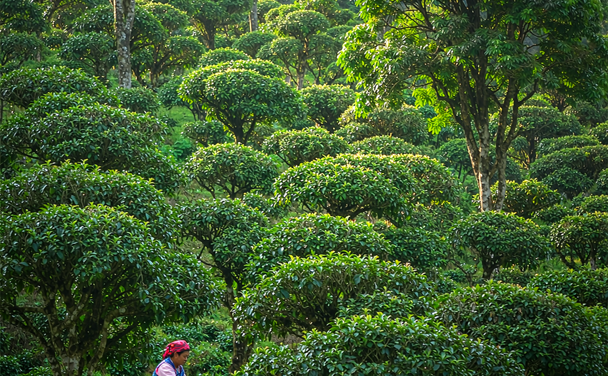 Lincang travel guide - ancient tea trees and fresh leaf on a Lincang mountain