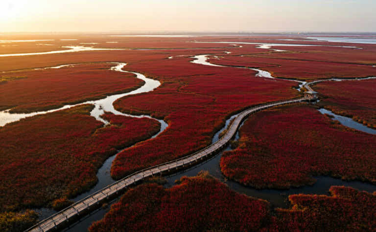 Panjin Travel Guide: Red Beach Wetlands, Crab Feasts and Birdwatching