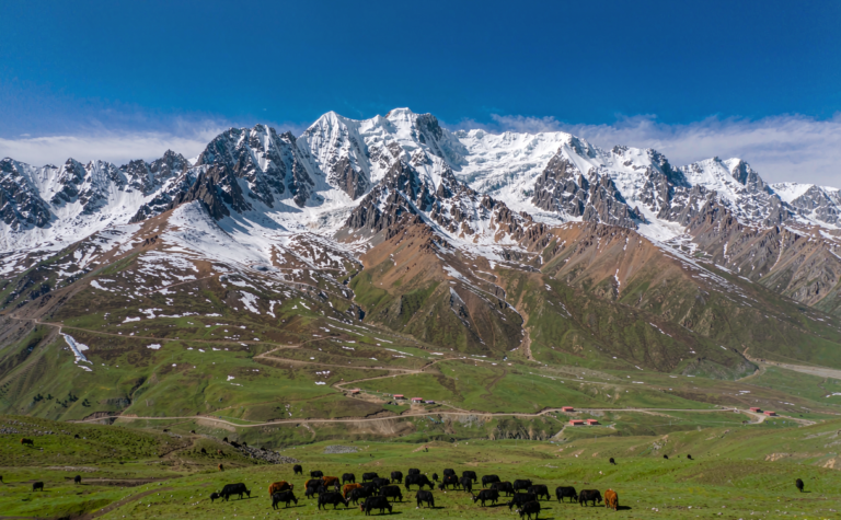 Qilian Mountains Guide: Snow Peaks and Alpine Meadows of Gansu