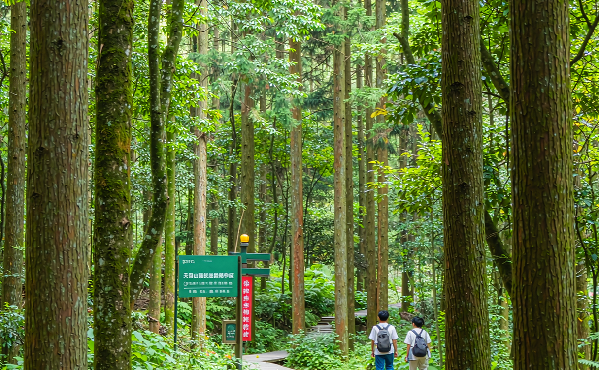 Tianmu Mountain primeval forest boardwalk among giant cedars in Zhejiang, China