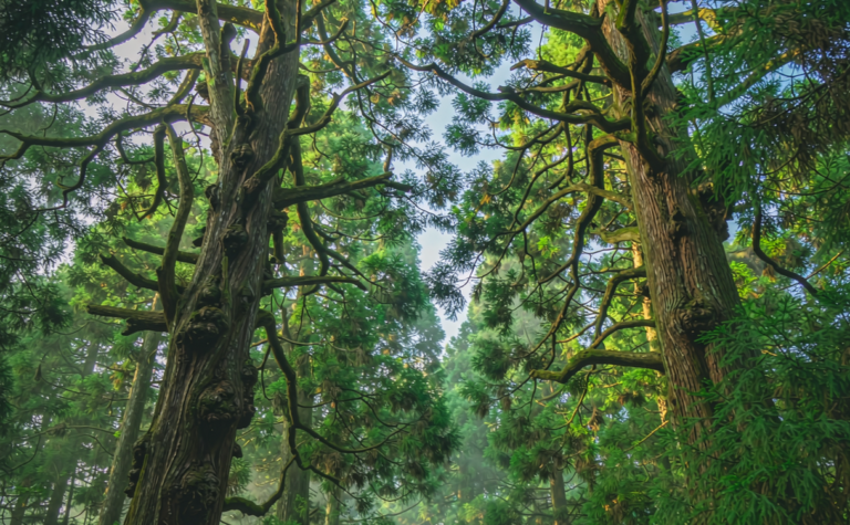 Tianmu Mountain Guide: Zhejiang’s Primeval Forest and Buddhist Retreats