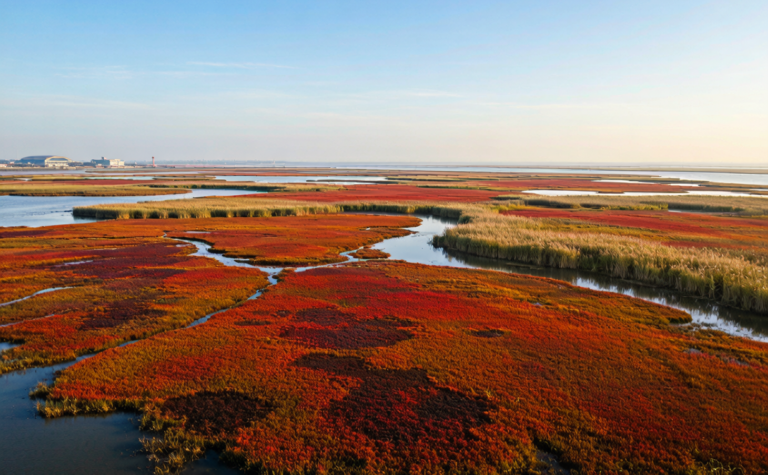 Yancheng Travel Guide: UNESCO Yellow Sea Wetlands, Cranes and Milu Deer