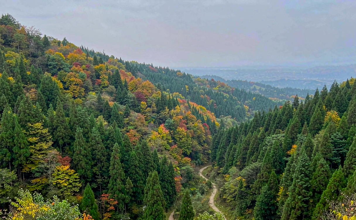 Primeval Korean pine forest boardwalk in Wuying Yichun
