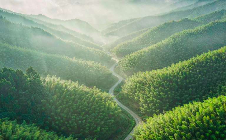 Anji Travel Guide: Bamboo Seas and White Tea Hills
