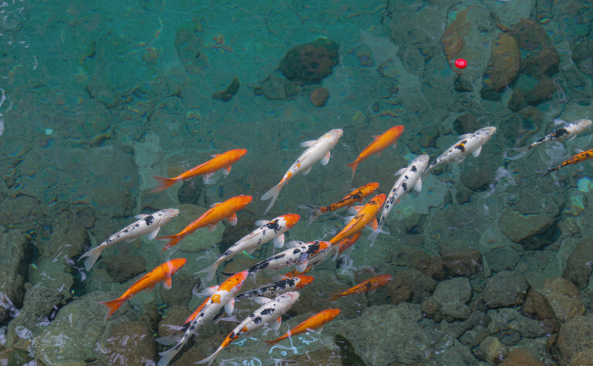 Colorful koi fish swimming in the clear turquoise spring water of Baotu Spring in Jinan