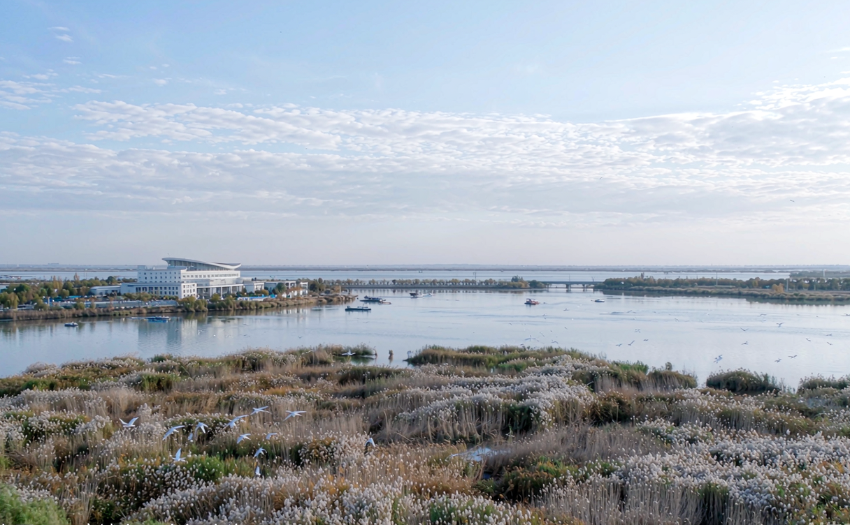 Wuliangsuhai Lake reed beds and birds in Bayannur Inner Mongolia China