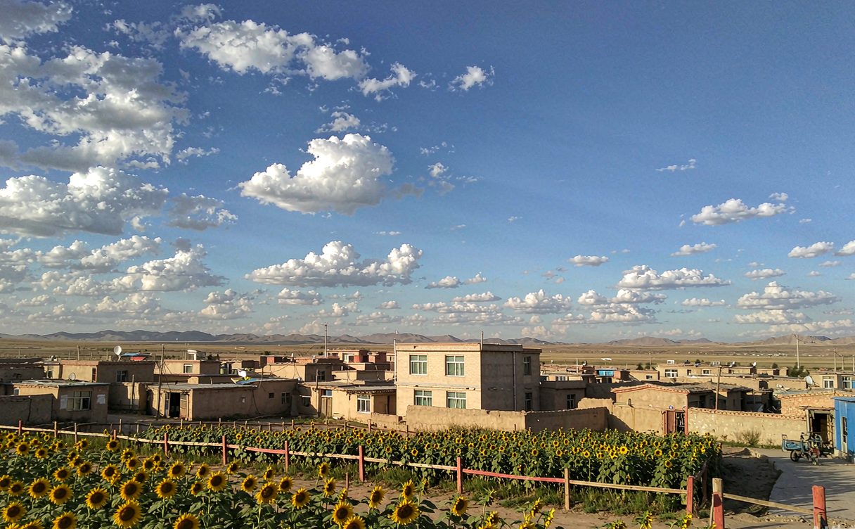 Sunflower fields and a village in the Hetao plain Bayannur Inner Mongolia China