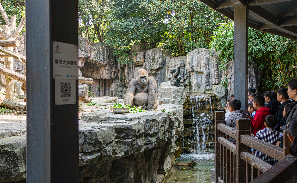 Giant panda in a forested enclosure at the Bifengxia panda base in Ya'an