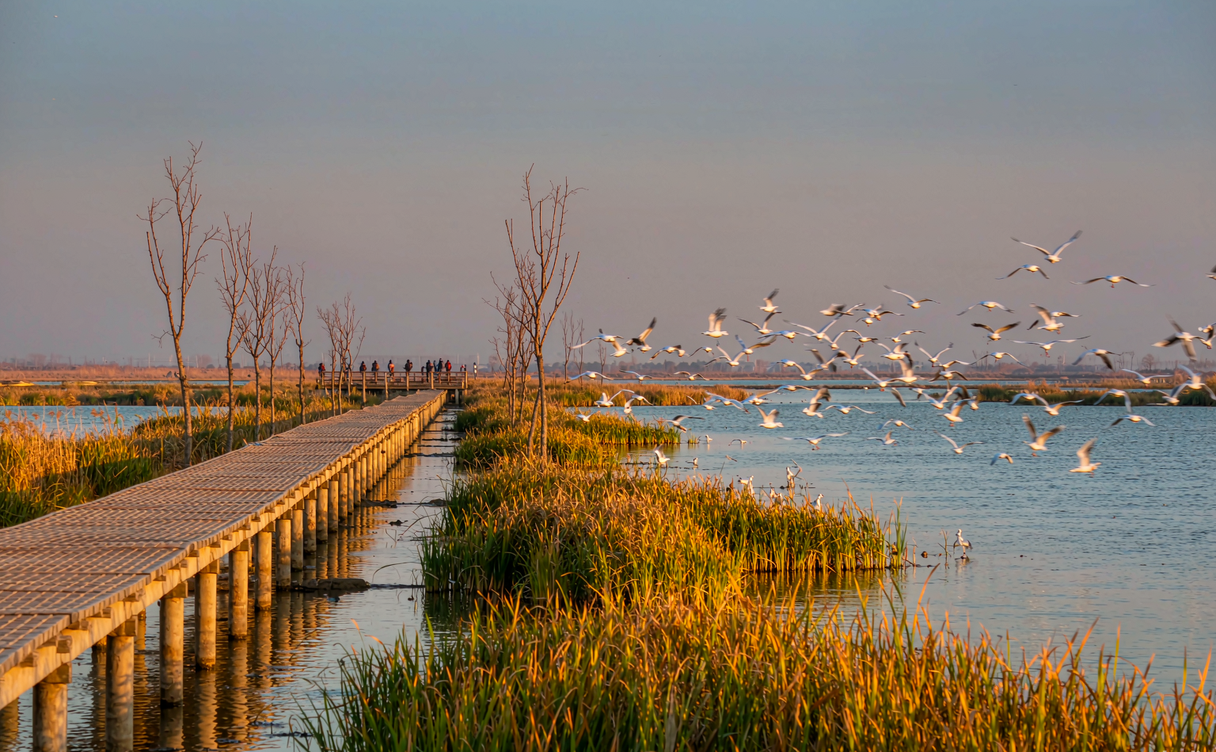 Yellow River delta wetlands near Binzhou