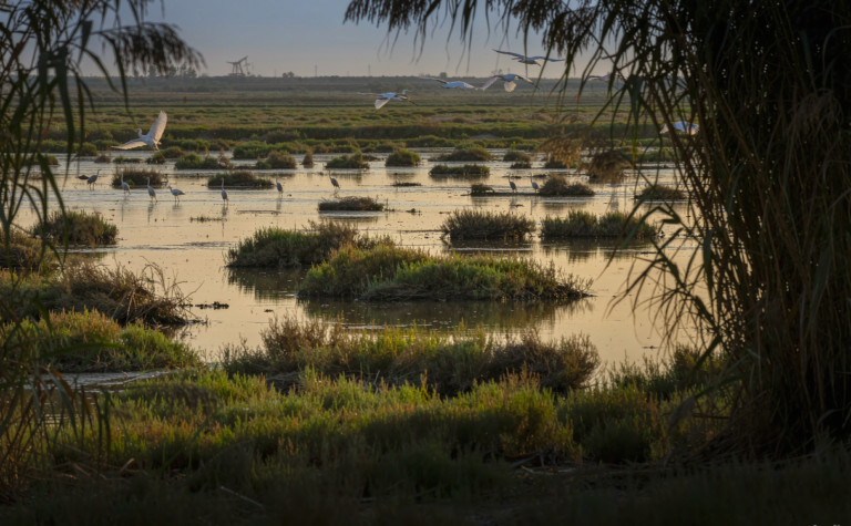Binzhou Travel Guide: Yellow River Delta Wetlands and Sun Tzu City