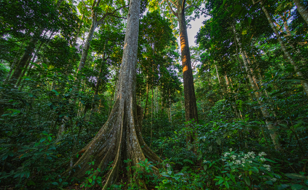 Sunlit primary rainforest with tall trees inside the Bawangling reserve