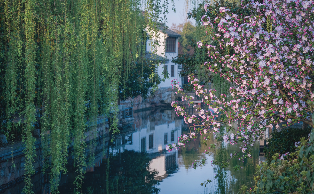 Willow trees and spring blossoms along a Chinese river in early April