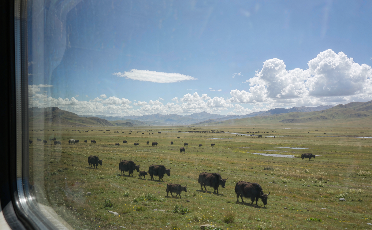 Qinghai-Tibet Railway train crossing a high plateau bridge with snow-capped mountains in the background