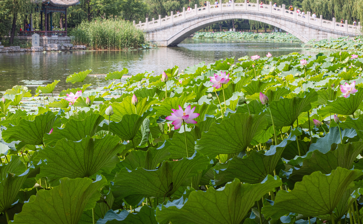 Pink lotus flowers and a stone bridge crossing Daming Lake in Jinan during summer