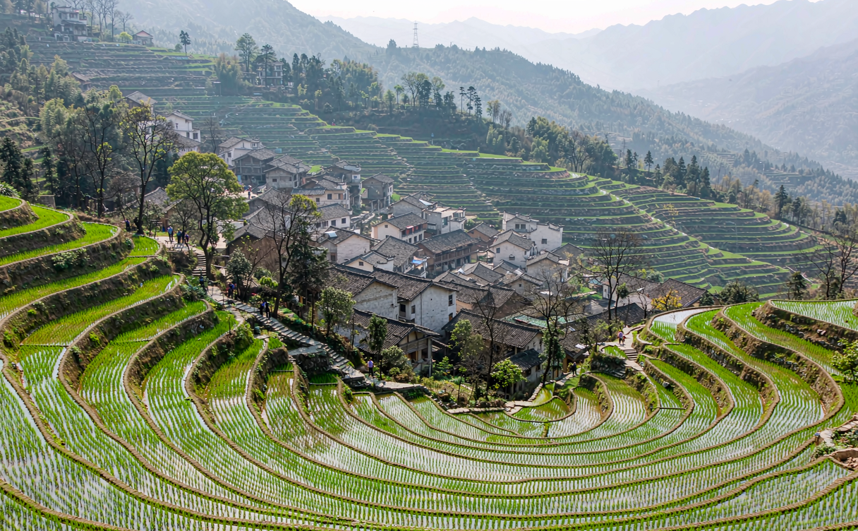 Green terraced rice fields curving around hillsides with wooden village houses in Longji, Guangxi