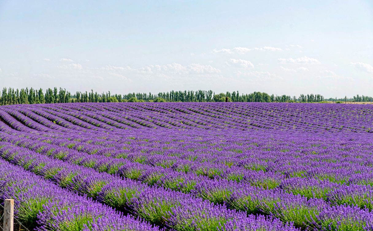 Wide purple lavender fields on rolling hills near Huocheng under a clear summer sky