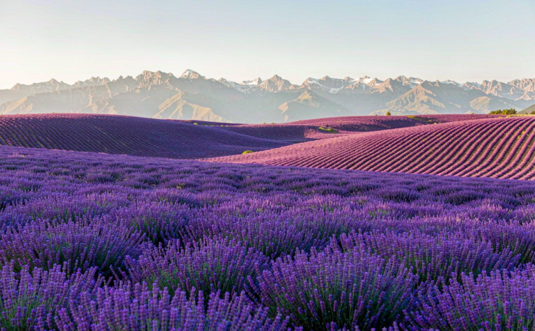 Huocheng Travel Guide: Lavender Fields & Silk Road Heritage, Xinjiang