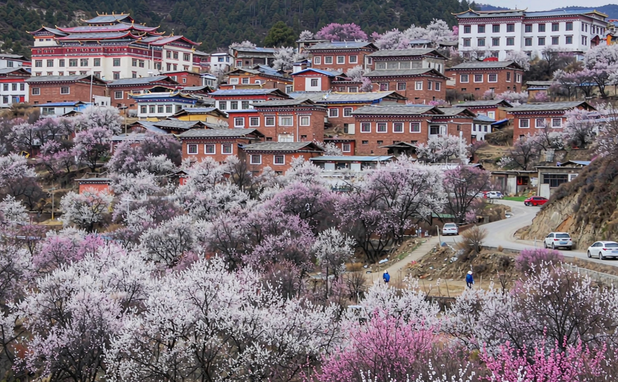 Jinchuan pear blossom valley with snowy mountains