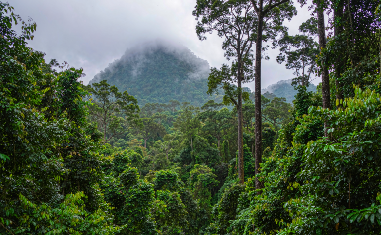 Ledong Travel Guide: Jianfengling Rainforest on Hainan’s West Coast