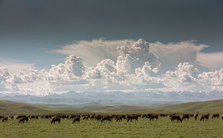 Litang Travel Guide: Sky-High Grasslands and Kham Monastery Life