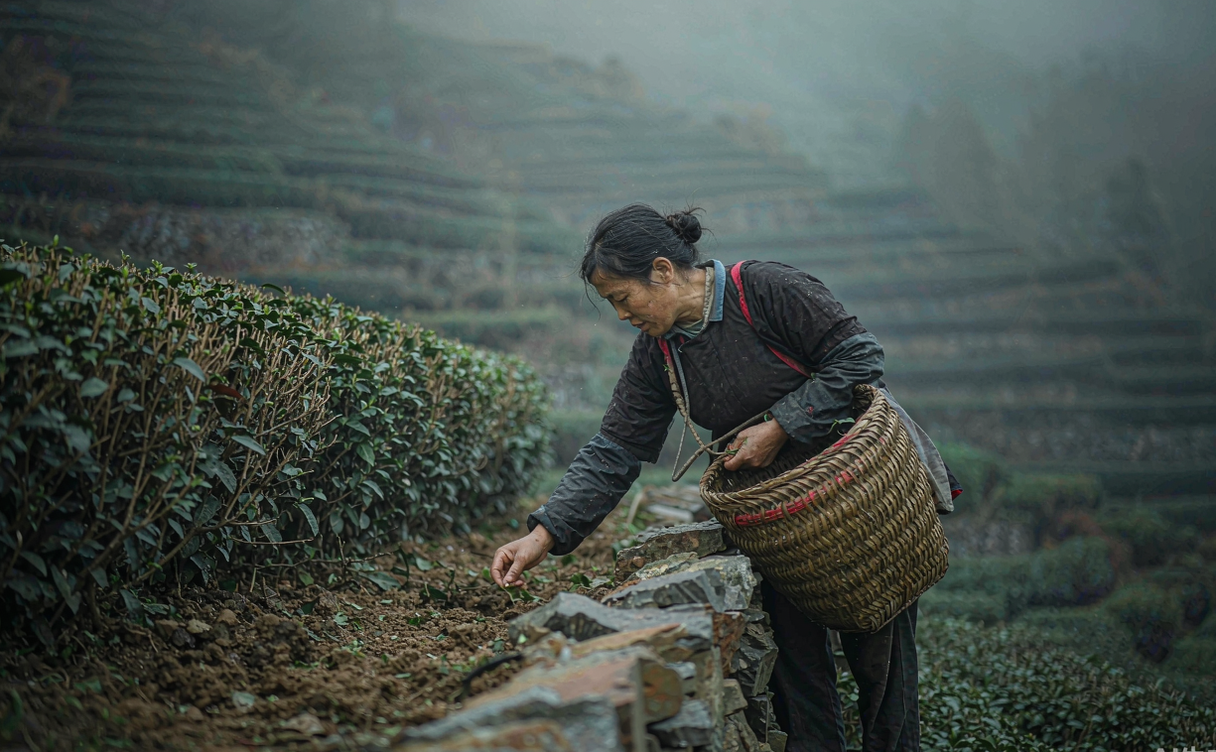 Lu'an tea farmer picking leaves on misty terraced hills