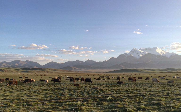 Nagqu Travel Guide: Tibet, China’s Northern Grassland and Nomad Festivals