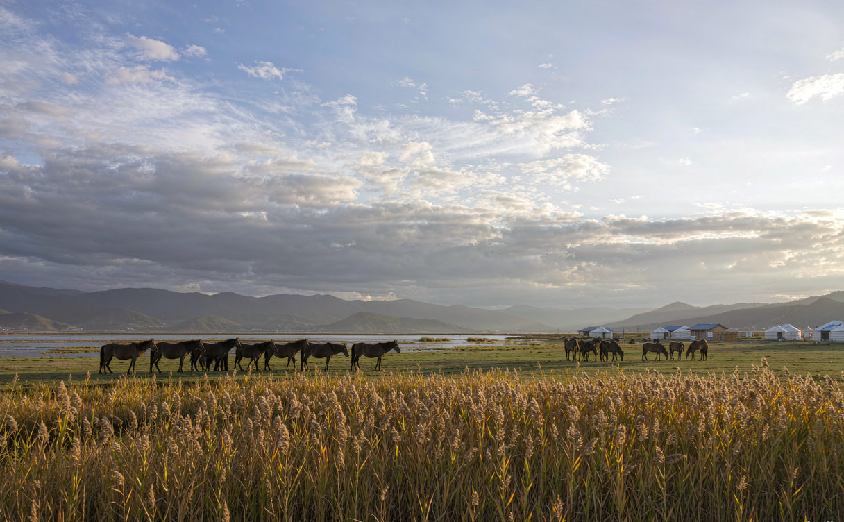 Horses and seasonal yurts on Napahai grassland in Yunnan