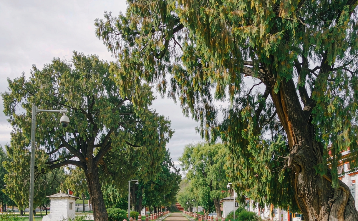 Norbulingka summer palace gardens in Lhasa, Tibet, China