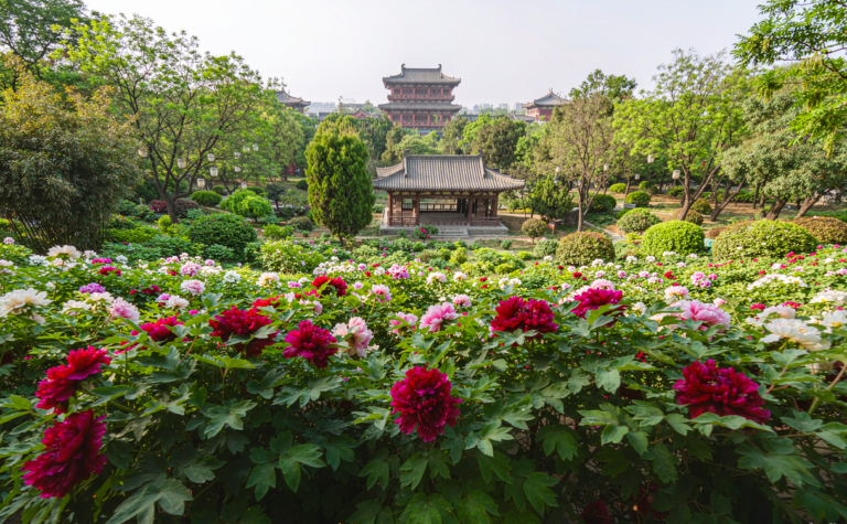 Pengzhou Travel Guide: Sichuan’s Peony City and White Water River Valley