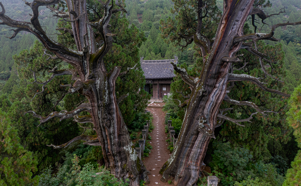 Stone path lined with old cypress trees leading up to Hongfu Temple on Qianling Mountain
