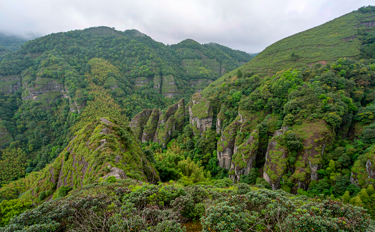 Misted old-growth forest and ridge along a Guniujiang trail in Qimen, Anhui, China