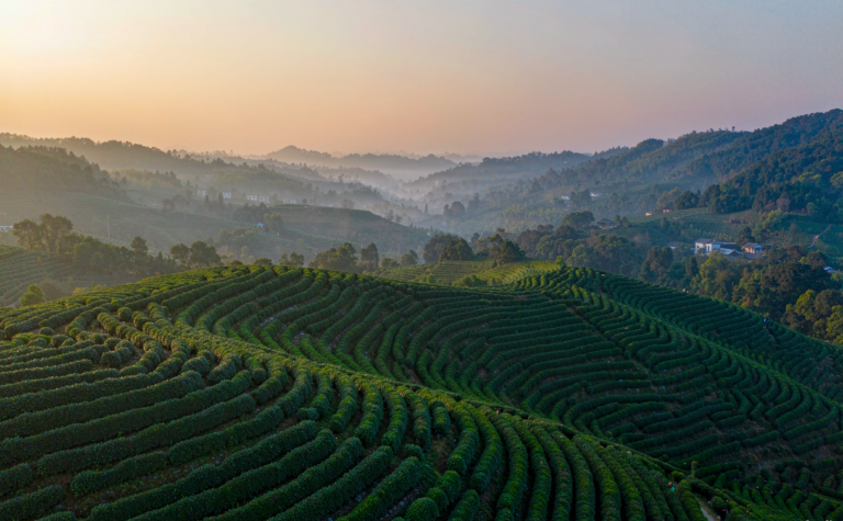 Qimen Travel Guide, China