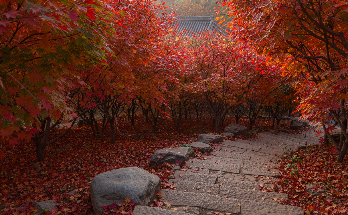 Maple boardwalk at Qixia Mountain Nanjing