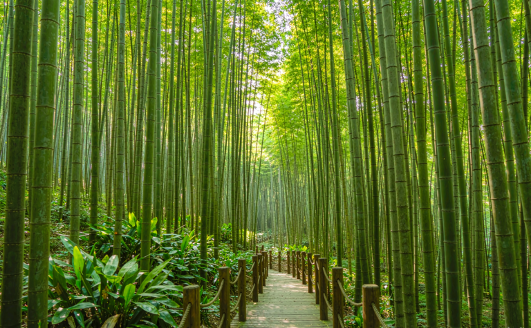 Sanzhaolun Forest Park: Jiangxi’s Bamboo-Sea Eco Retreat