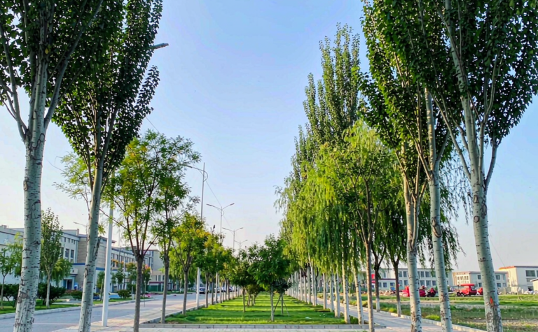 Shihezi Travel Guide: Garden City of Northern Xinjiang, China