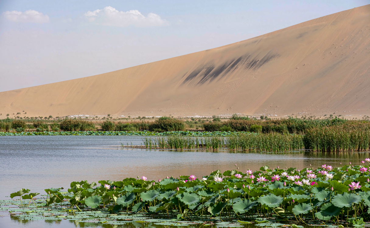 Shahu Lake reed marshes and sand dunes near Shizuishan, Ningxia