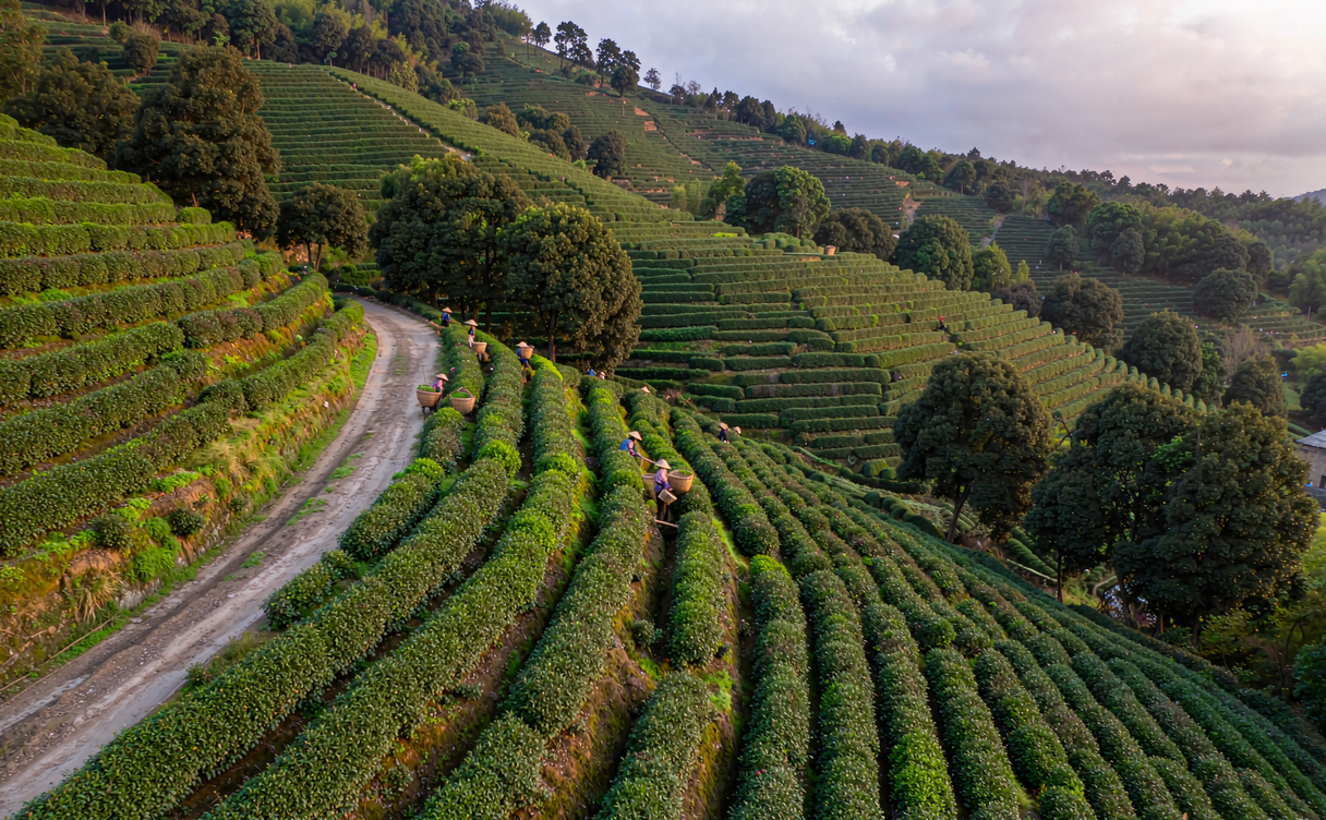 Golden earthen houses of Yangjiatang village cascading down a hillside in Songyang, Zhejiang