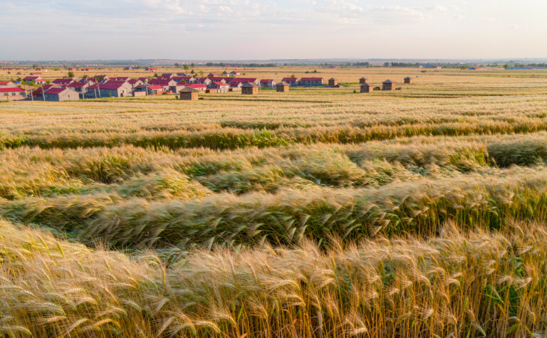 Suihua Travel Guide: Golden Grain Plains and the Qingdian Manchu Town