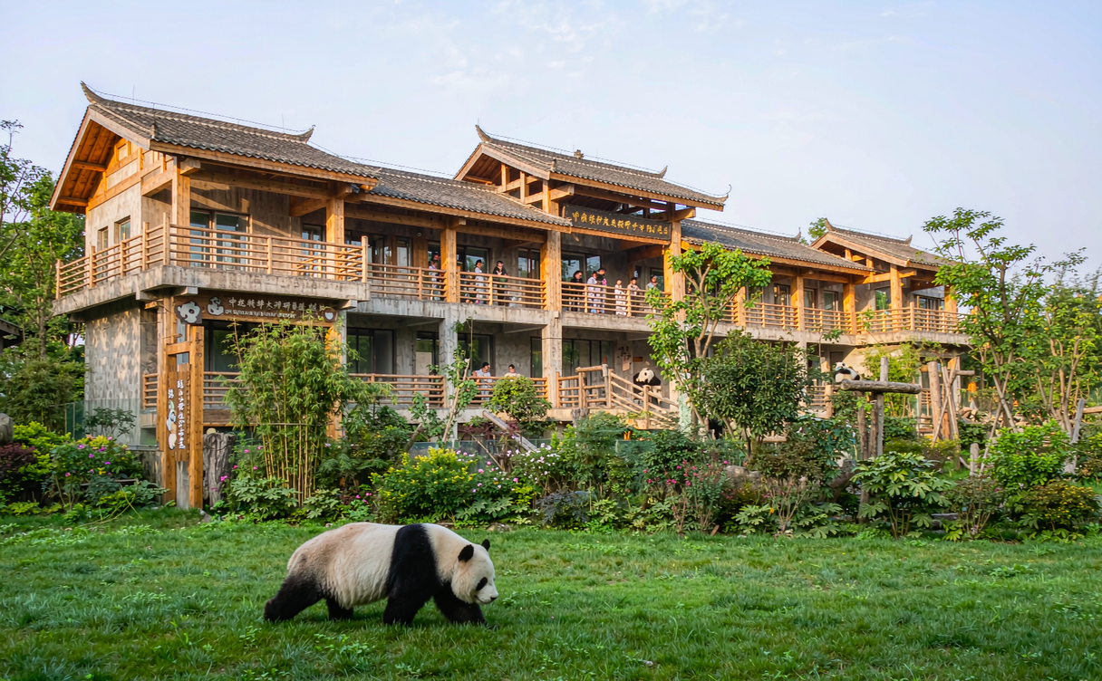 Giant panda feeding on bamboo at the Wolong panda reserve in Sichuan